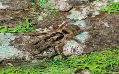 Holothele Incei Mature Male Tarantula